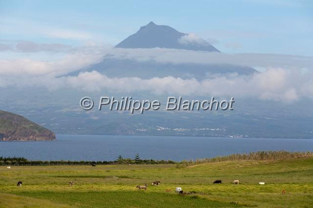 Portugal Acores 12.JPG - Portugal, Açores, île de Faial, prairie avec le volcan de Pico en arrière plan